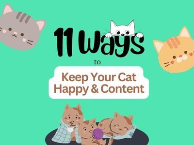11-Ways-to-keep-your-cat-happy-and-content