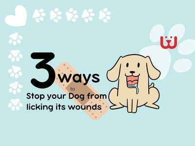 3 Ways to stop your Dog Licking it's wounds