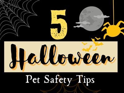 5 Halloween Pet Safety Tips