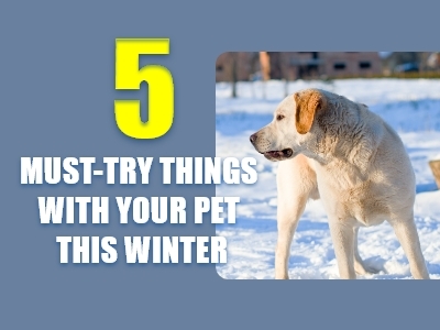 5-Must-Try-Things-with-your-pet-this-winter-thumnail