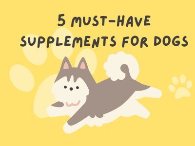 5-Must-have-supplememts-for-dogs
