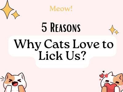 5-Reasons-why-cat-love-to-lick-us