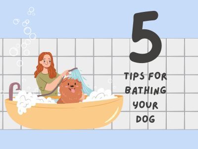 5-Tips-for-bathing-your-dog