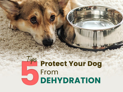 5 Tips to Protect your Dog from Dehydration