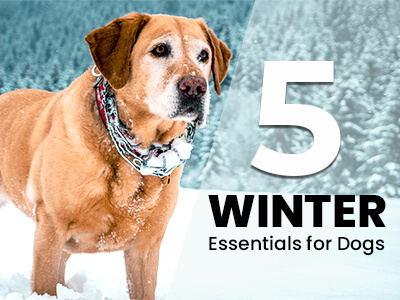 5-Winter-essentials-for-your-Dogs-thumnail