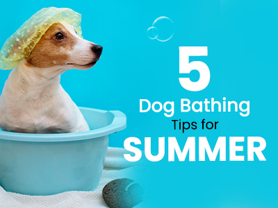 5-dog-bathing-tips-for-summer