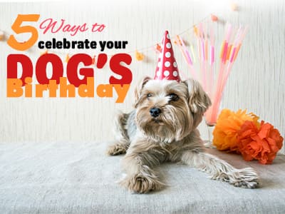 5 Ways to celebrate your dog’s birthday