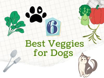 6-Best-Veggies-for-Dogs