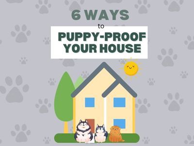 6-Ways-to-Puppy-Proof-your-House