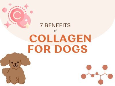 7-Benefits-of-Collagen-for-Dogs