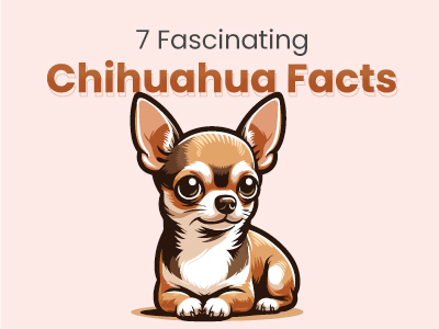 7-Fascinating-Facts-about-Chihuahua
