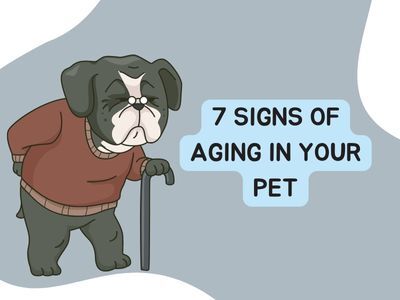 7-Signs-of-aging-in-your-pet