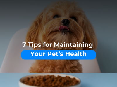 7-Tips-for-Maintaining-Your-Pets-Health