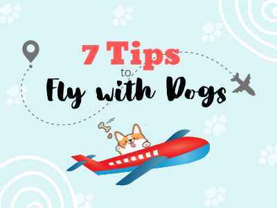 7-Tips-to-Fly-with-Dogs