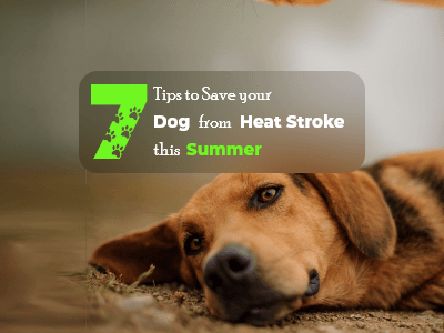 7-tips-to-save-your-dog-from-heatstroke-this-summer-cover