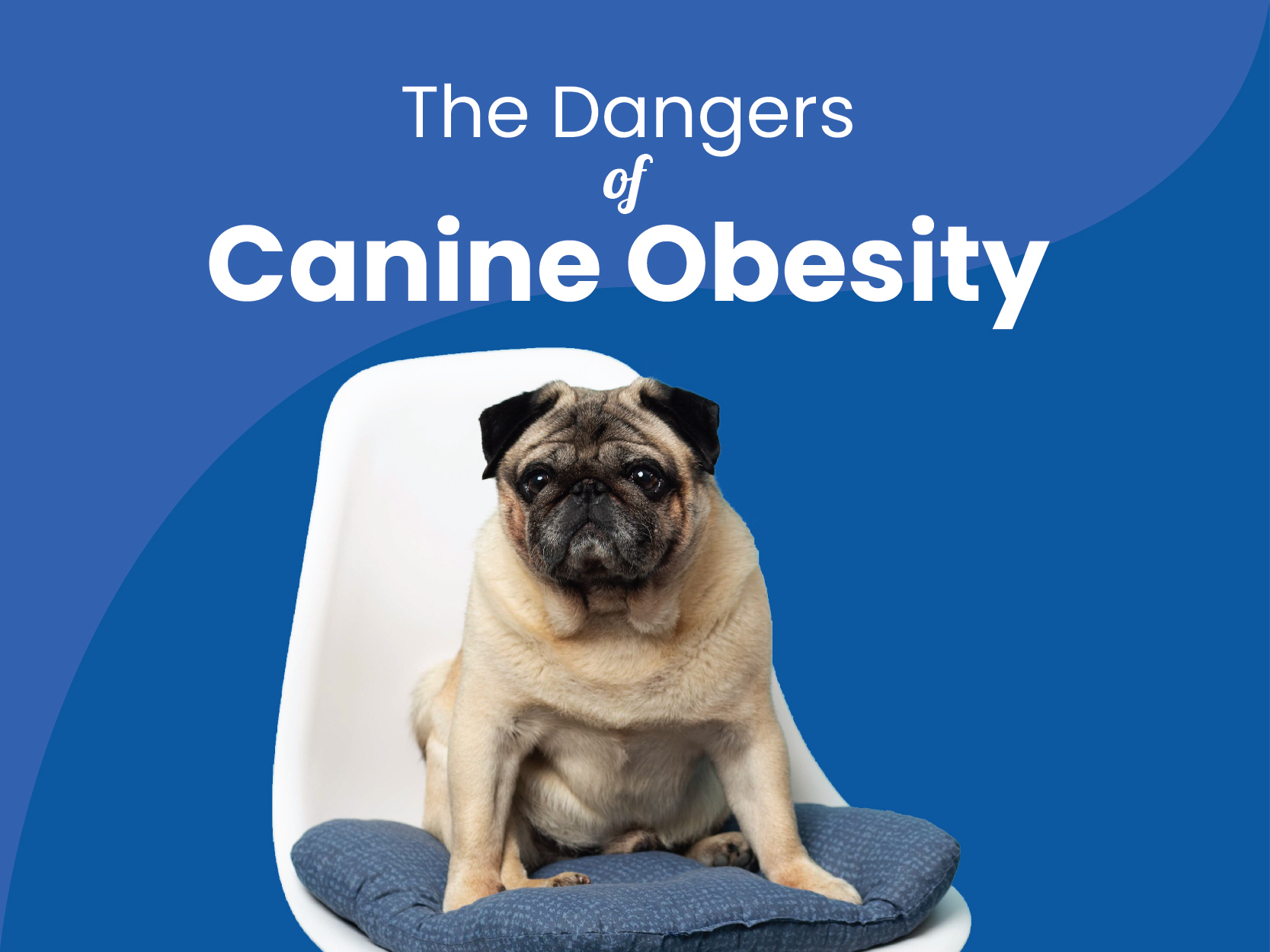 Dangers-of-canine-obesity