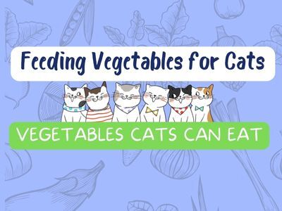 Feeding-Vegetables-for-Cats