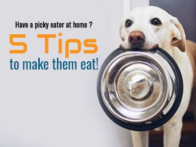 Have a picky eater at home? 5 tips to make them eat
