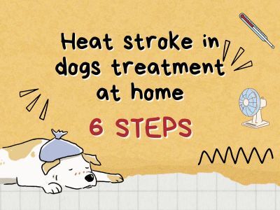 Heatstroke-in-dogs-treatment-at-home