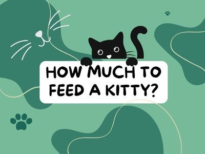 How-much-to-feed-a-kitty
