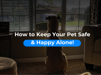 How-to-Keep-Your-Pet-Safe-Happy-Alone