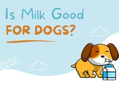 Is-milk-good-for-Dogs