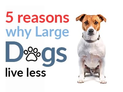 Know About your Breed’s Lifespan?