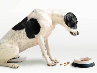 Poisonous Foods For Dogs
