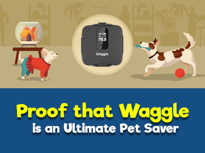 Proof-that-waggle-is-an-unlimite-pet-saver-Thumbnail