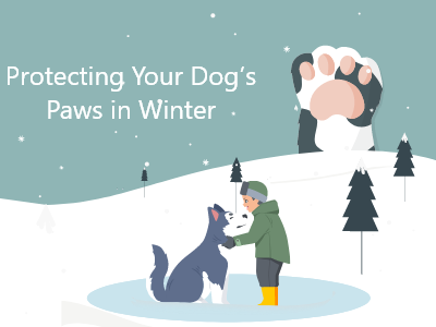 Protecting-your-dogs-paws-in-winter