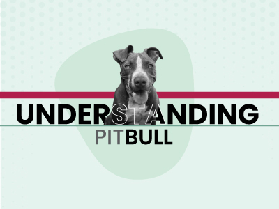 Understanding-Pitbull