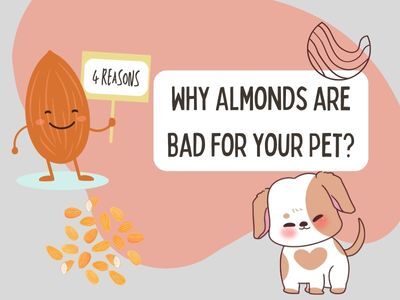 Why-Are-Almonds-Bad-for-Your-Dog