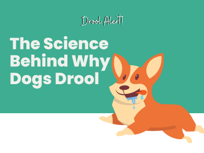 Why-do-dogs-drool