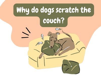 Why-do-dogs-scratch-the-couch