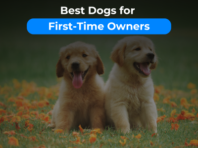 Best Dogs for First-Time Owners