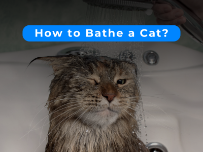 How to Bathe a Cat?