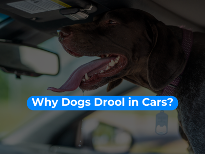 Why dogs drool in cars?