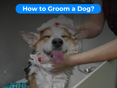 How to Groom a Dog?