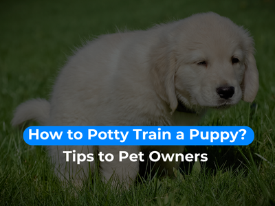 How to potty train a puppy?