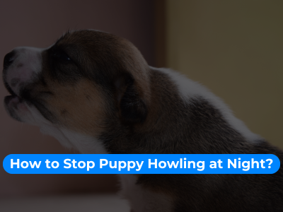 How to potty train a puppy?