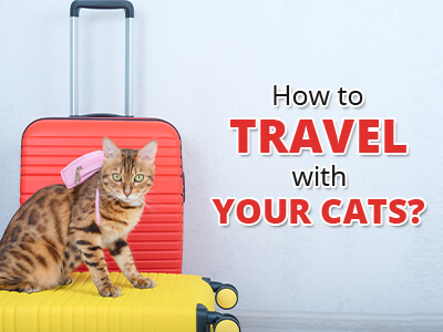 how-to-travel-with-your-cats-Thumbnail