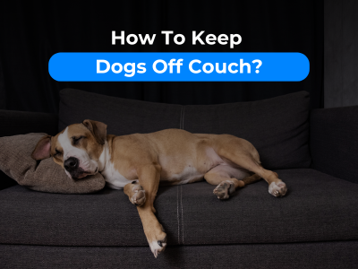 How To Keep Dogs Off Couch?