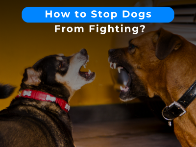 How Do You Stop Dogs From Fighting?