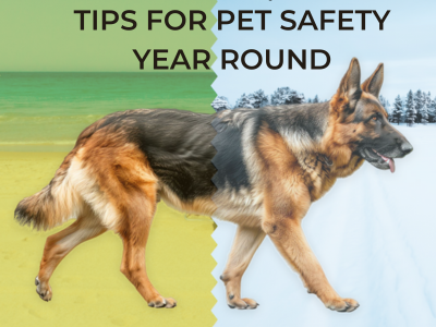 How-to-Keep-Your-Pet-Safe-Happy-Alone