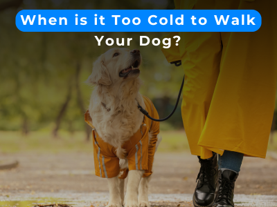 When is it Too Cold to Walk Your Dog?