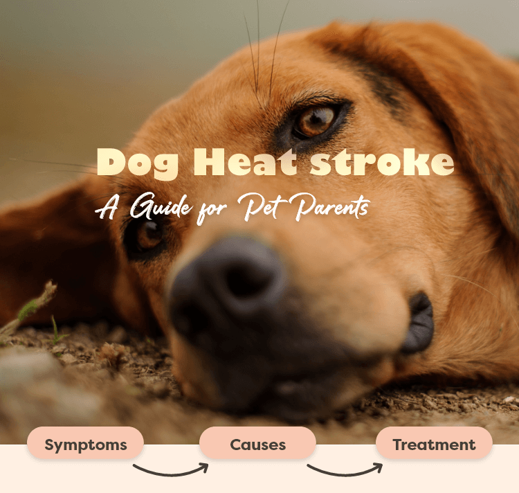 heat stroke for dogs treatment