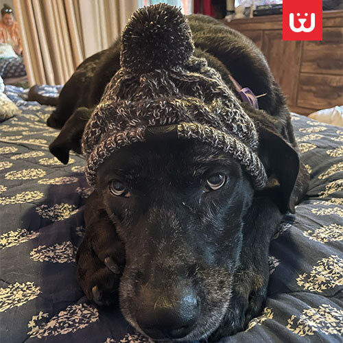 Dog-Winter-Cap-1