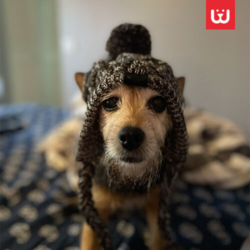 Dog-Winter-Cap-2