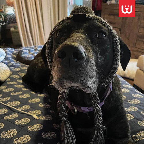 Dog-Winter-Cap-3