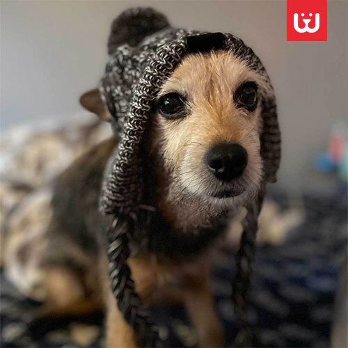 Dog-Winter-Cap-4